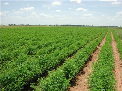 «الزراعة» تطالب بضرورة شراء التقاوي المنتقاه والمحسنة لزيادة الإنتاج 
