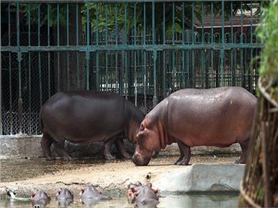 فيديو| حديقة الحيوان: استغلال فترة الحظر في تأهيل الحيوانات للتزاوج