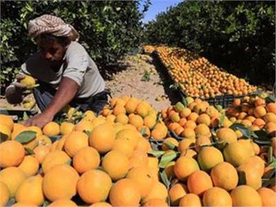 نقيب الفلاحين: مصر تتربع على عرش تصدير البرتقال وتتغلب على إسبانيا 