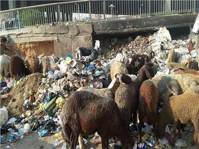 «نقيب الفلاحين» يحذر من شراء الأضاحي التي تتغذي على القمامة