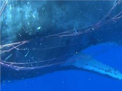 فيديو| في أقل من شهر.. خفر السواحل ينقذ حوت من شبكة صيد للمرة الثانية