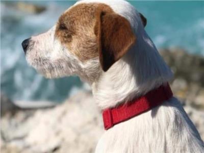 «عودة الحيوان الضال».. إعلانات ممولة ومكافآت مادية للعثور على الكلاب المفقودة