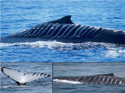 حكايات|  أنثى الحوت «الشفرة».. أصيبت بـ 15 ندبة في معركة مع سفينة