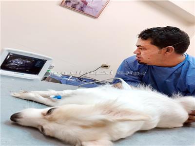 طبيب مصري ينقذ كلبة من الموت بـ«ولادة قيصرية»