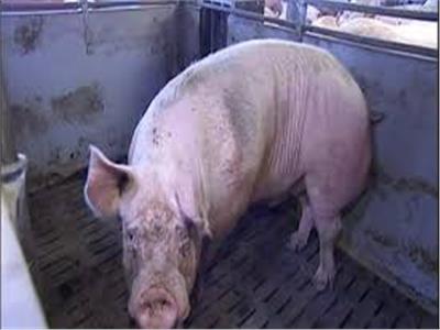تسجيل أول حالة إصابة بحمى الخنازير الأفريقية في شرق المانيا