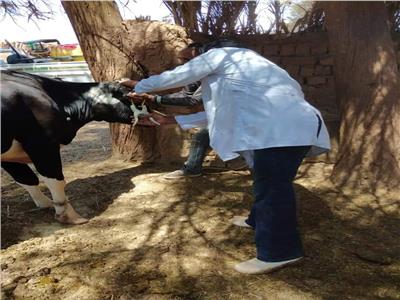 «بيطري الوادي الجديد»: تحصين 40 ألف رأس ماشية ضد الجلد العقدي  