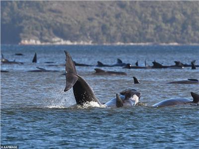 شاهد| انتشار خبراء البيئة على شواطئ أستراليا لإنقاذ الحيتان الطائرة