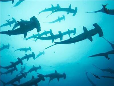محاولة تهريب 11 طنا من أسماك القرش «المحمية دوليا».. والشرطة تضبطها في المخازن
