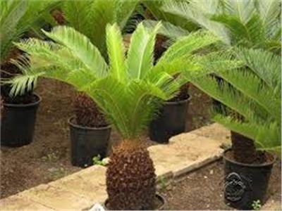 تؤدي للفشل الكبدي| «سموم الإسكندرية» يحذر من بذور نبات «السيكاس» 