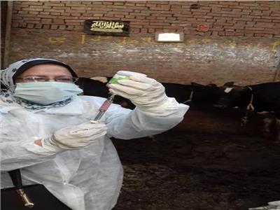 بيطري القاهرة يشن حملة لتطعيم الأبقار ضد الحمى القلاعية والوادي