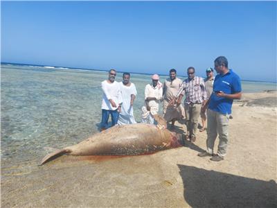 «البيئة» تكشف سبب وفاة عروس البحر.. وتؤكد: توثيق دفنه بمنطقة آمنة