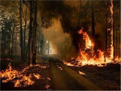 مصرع وإصابة 28 شخصا إثر حرائق غابات في لوهانسك شرق أوكرانيا