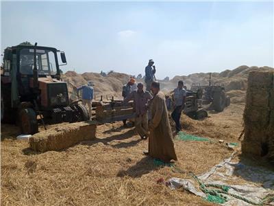 «الزراعة»: جمع وتدوير أكثر من مليون طنا من «قش الأرز» في 6 محافظات