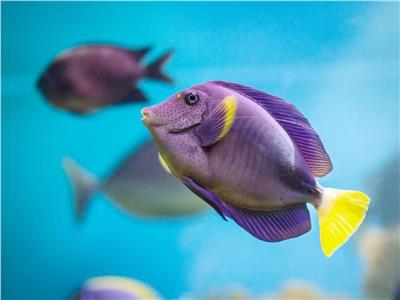 دراسة جديدة تكشف سر إصابة الأسماك بـ"العقم"