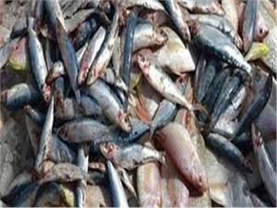 ضبط 2 طن كبدة وأسماك مجمدة منتهية الصلاحية في كفر الشيخ
