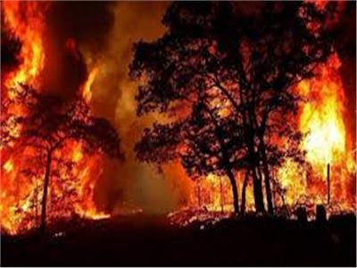 «حرائق مجهولة السبب» في الغابات بثماني ولايات جزائرية