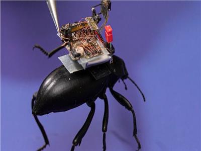 الحشرات «بديل» الطاقة الأحفورية