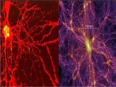 دراسة تحدد أوجه التشابه بين دماغ الإنسان والكون