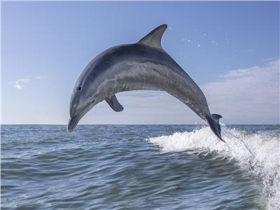 دراسة: «الدولفين» يبطئ نبضات قلبه ويحبس أنفاسه لمدة طويلة