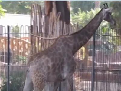 فيديو| حديقة حيوان الجيزة تنتهي من بيت الزرافات الجديد