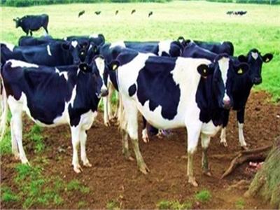 «الزراعة»: تعاون مصري - برازيلي في مجال تحسين سلالات الماشية