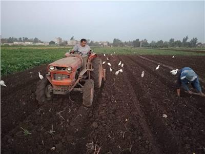 زراعة المنوفية: 87300 فدان إجمالي المساحات المزروعة بالقمح في المحافظة