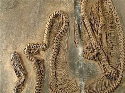 العثور على حفرية أقدم ثعبان عاش في أوروبا قبل 47 مليون سنة 