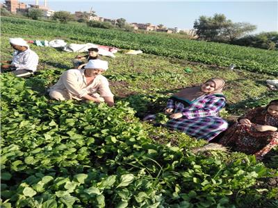 قرية «البقدونس» بالشرقية.. أكثر من 90% من سكانها يعملون بـ«المحصول الأخضر»