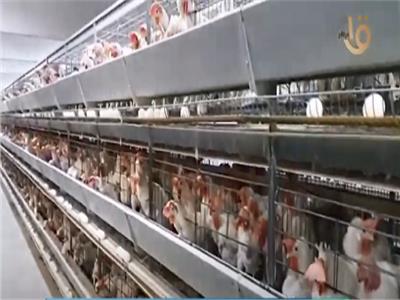 «الزراعة»: مصرعلى أعتاب الاكتفاء الذاتي من اللحوم والدواجن