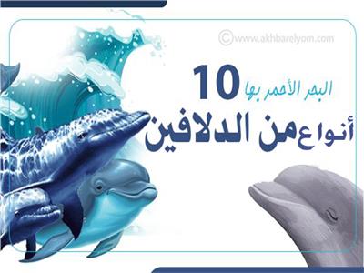 إنفوجراف | البحر الأحمر بها 10 أنواع من الدلافين