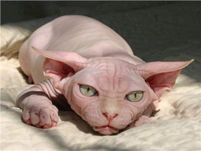 بدون شعر.. القط الفرعوني «سفينكس» يثير الرعب| صور