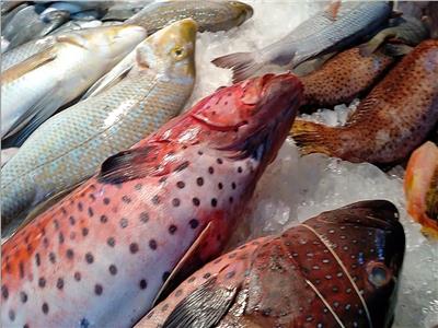 أسعار الأسماك في سوق العبور اليوم 23 ديسمبر 
