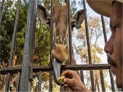 رئيس حدائق الحيوان يكشف سبب نفوق الزراف «زيزو»