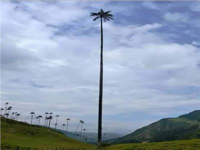 أطول شجرة نخيل في العالم تخترق الغيوم | صور