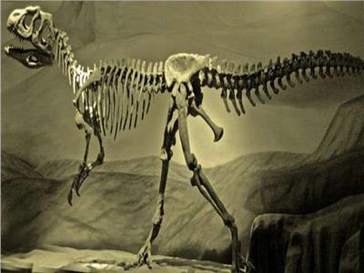 اكتشاف حفريات نادرة لديناصورات عمرها 70 مليون عام شرقي الصين