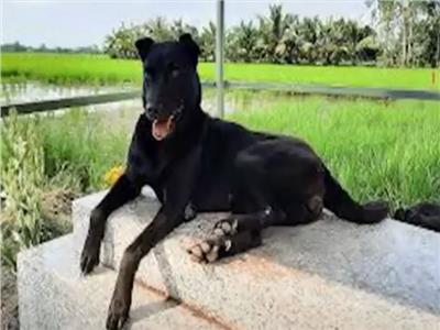 معنى الوفاء.. الكلب «مينو» يمكث على قبر صاحبه لـ3 سنوات في فيتنام| فيديو