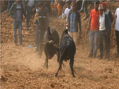 فيديو| «قتال الجواميس» حاضر في مهرجان الحصاد للهندوس بالهند ونيبال