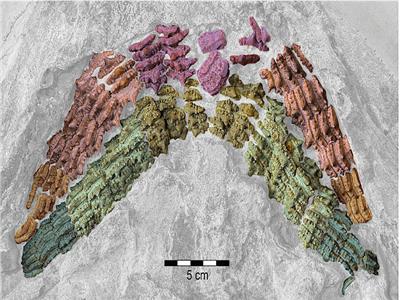 بقايا سمكة قرش «عملاقة» مكتشفة في ألمانيا منذ 150 مليون سنة