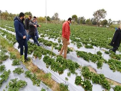 «الزراعة»: نجاح تجربة زراعة الفراولة بالتنقيط في دمياط.. صور