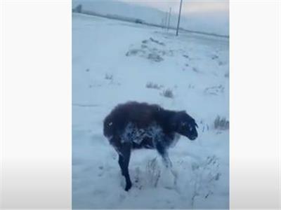 شاهد| تجمد حيوانات بكازاخستان بسبب درجة الحرارة 