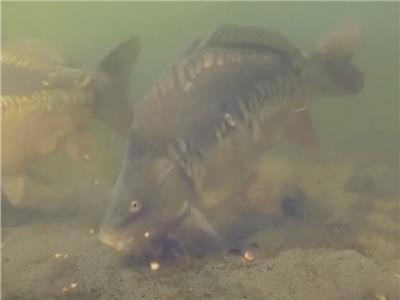 أستاذ أحياء مائية يكشف فوائد سمكة مبروكة الحشائش  
