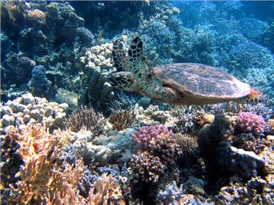 «الفنادق العائمة».. خطر يهدد البيئة البحرية في «البحر الأحمر»