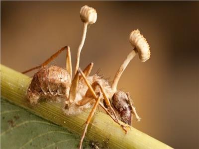 فيديو| كيف يتحول النمل إلى زومبي؟