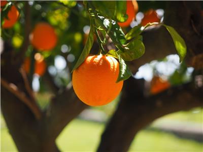 طريقة مبتكرة لجني ثمار البرتقال آليًا في أسبانيا.. فيديو