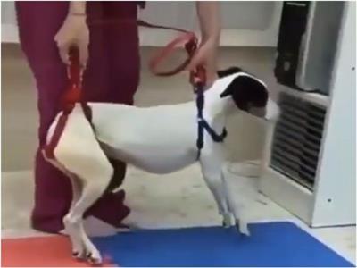 معجزة تعيد لكلب «مشلول» قدرته على المشي | فيديو