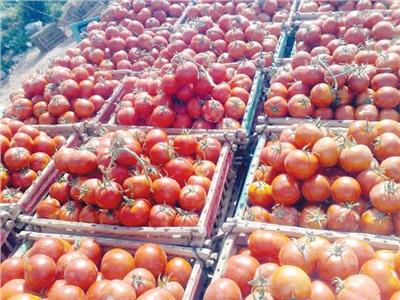 نقيب الفلاحين: ثمار الطماطم آمنة ولا علاقة لها بغش التقاوي