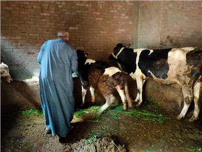 تحصين 7277 رأس ماشية من الحمى القلاعية والوادي بالدقهلية