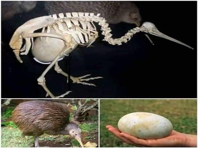 غرائب وطرائف طائر الكيوي.. يضع أكبر بيضة في العالم