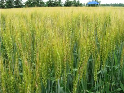 الحقول تتزين بالذهب الأصفر.. نصائح لزيادة إنتاجية وجودة القمح