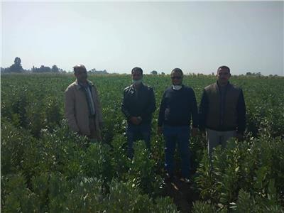 توصيات «القومية للنهوض بالمحاصيل» لمزارعي قنا بسبب محصول الفول